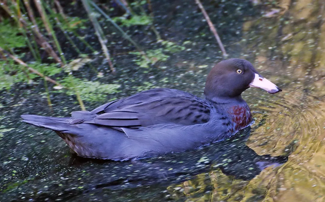 File:Blue duck whio. (Hymenolaimus malacorhynchos) (24080107077).jpg