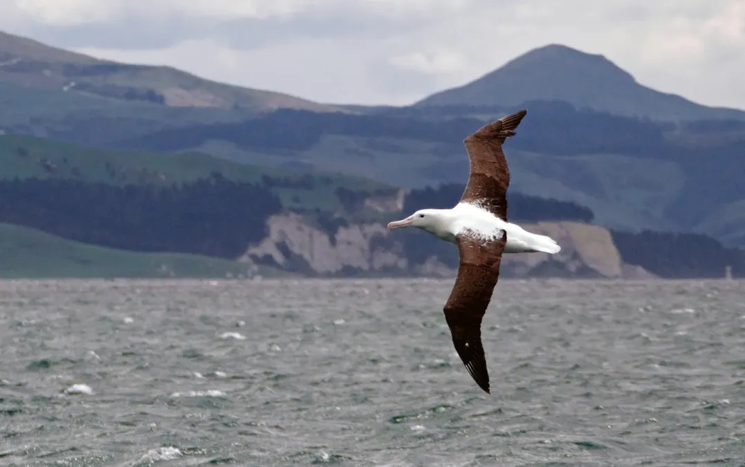 File:Northern royal albatross,( Diomedea sanfordi,) (31759302480).jpg