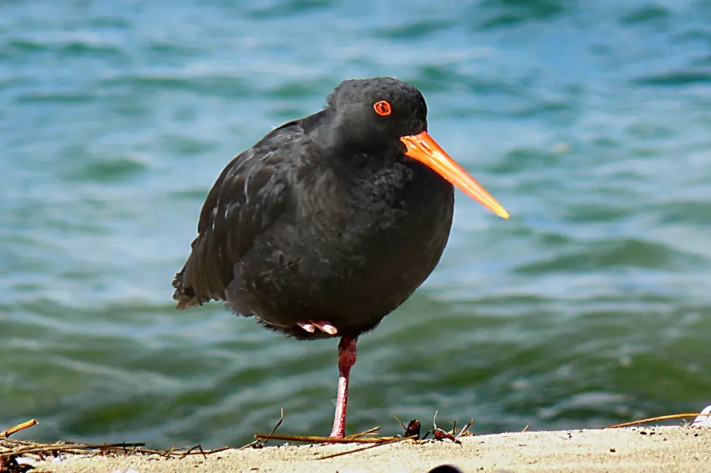 File:Variable oystercatcher. (Haematopus unicolor) (37150857741).jpg