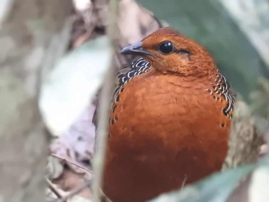 File:Ferruginous Partridge Caloperdix oculeus.jpg