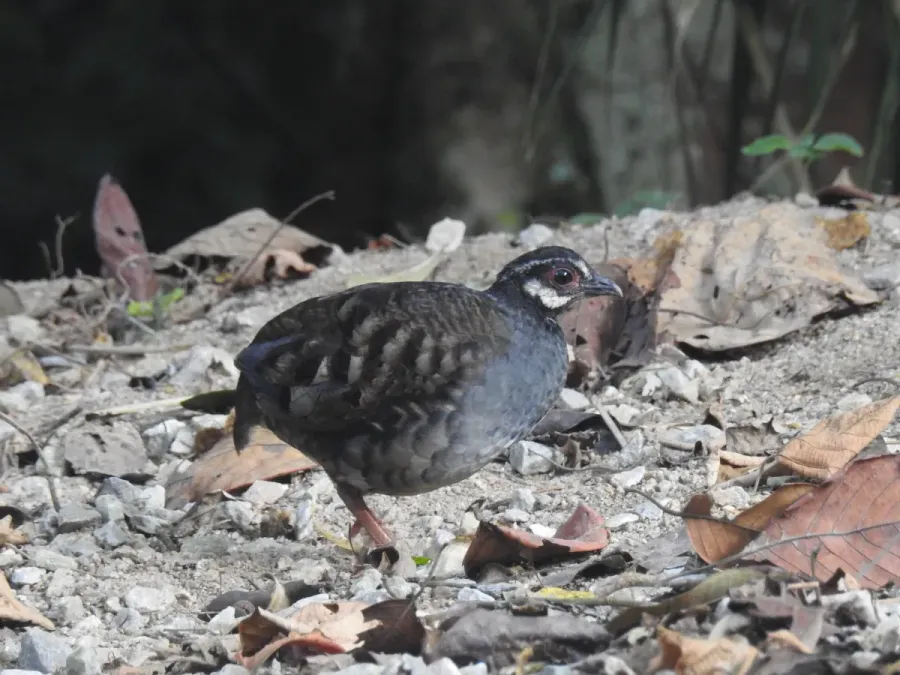 File:Malaysian Partridge (Arborophila campbelli).jpg