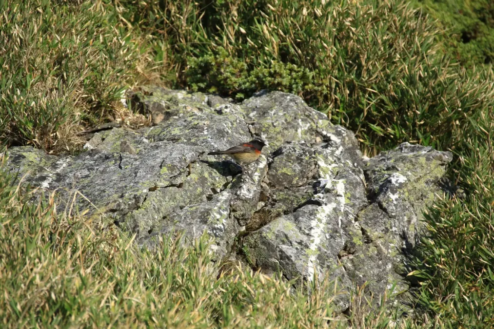 File:Morning call (Tarsiger johnstoniae at Hehuan Mountain arae) Gen-Chang HSU 026.jpg
