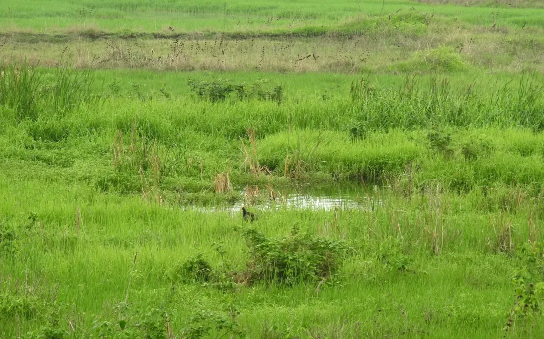 File:Watercock Gallicrex cinerea male by Dr. Raju Kasambe DSCN7229 (3).jpg