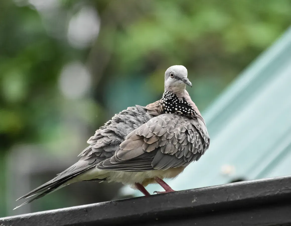 File:Spotted dove -- Spilopelia chinensis.jpg