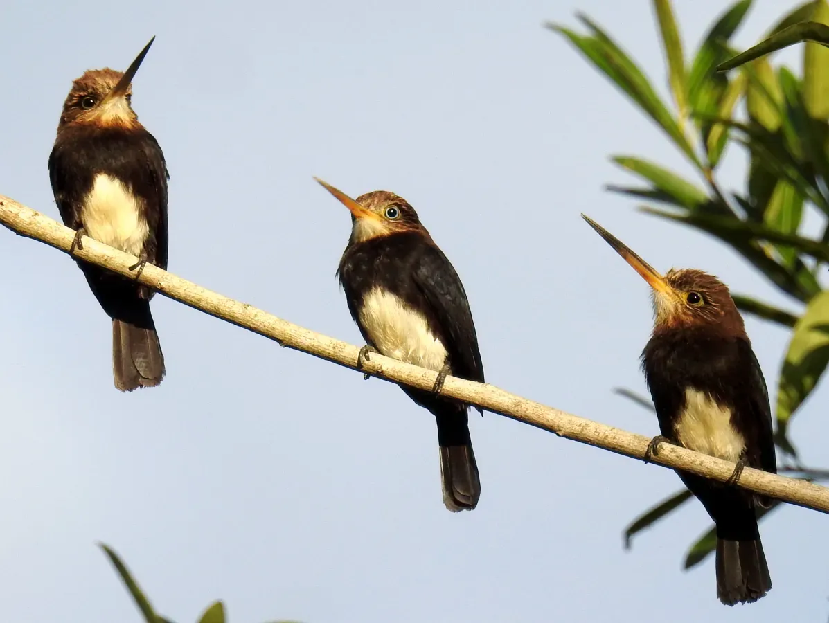 File:Brachygalba lugubris em Aruanã-Goiás-Brasil.jpg