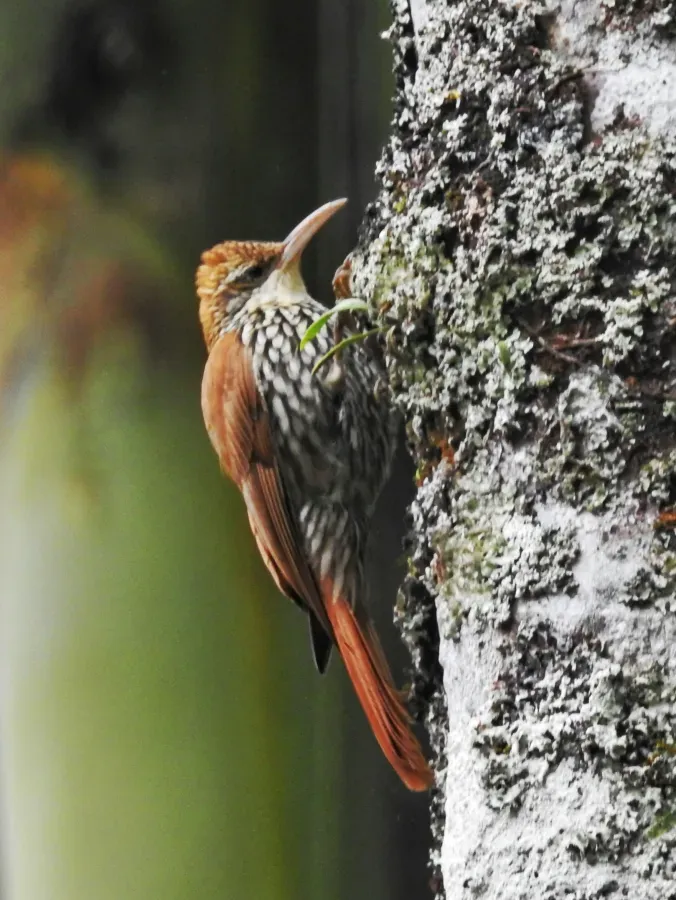 File:Lepidocolaptes squamatus; Viçosa, Minas Gerais, Brazil (cropped).jpg