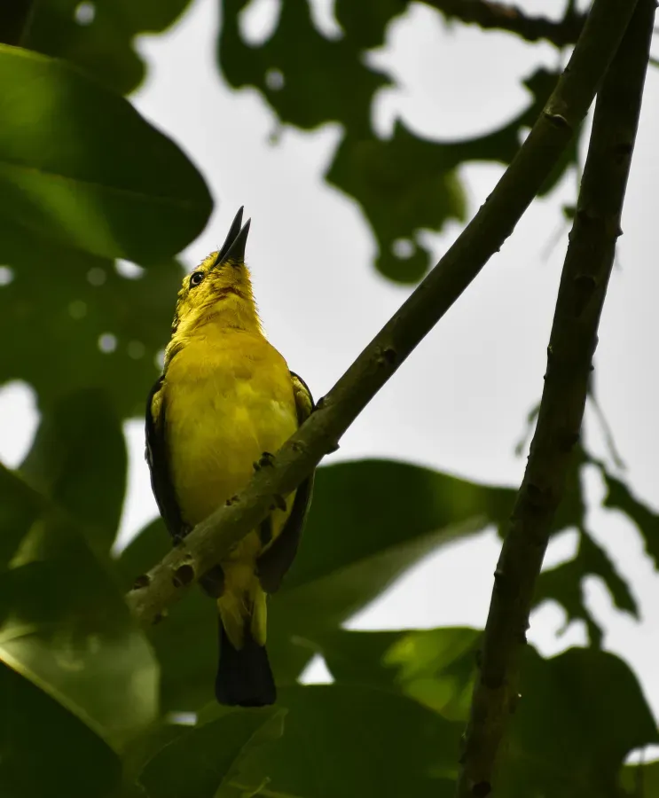 File:Common Iora (Aegithina tiphia) @ KL.jpg