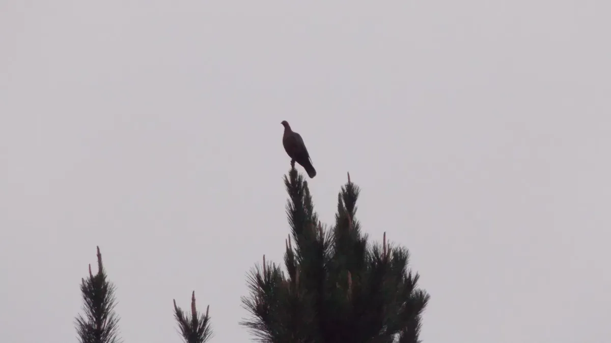 File:Patagioenas araucana.jpg