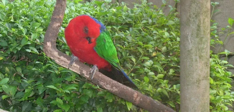 File:Alisterus amboinensis -Taman Mini Indonesia Indah-6a.jpg