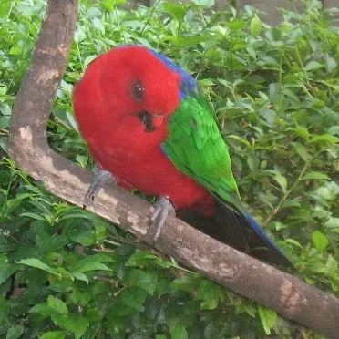 File:Alisterus amboinensis -Taman Mini Indonesia Indah-6a-2c.jpg
