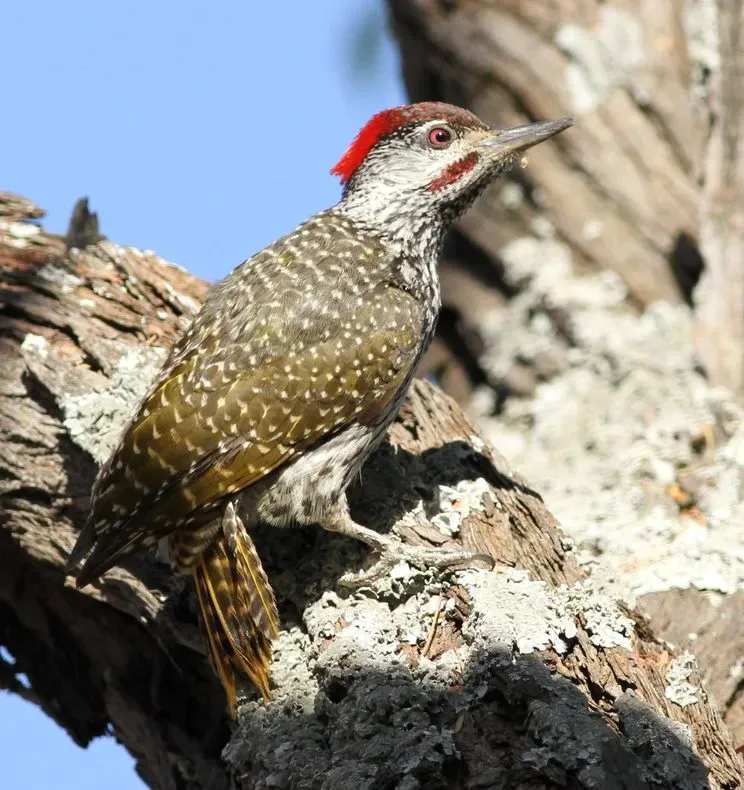 File:Golden-tailed Woodpecker - MALE, Campethera abingoni, at Borakalalo National Park, Northwest Province, South Africa, crop.jpg