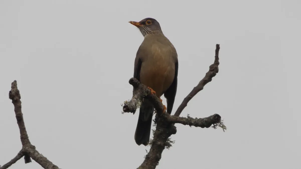File:Turdus falcklandii magellanicus.jpg
