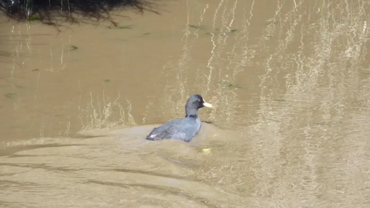 File:Fulica leucoptera.jpg