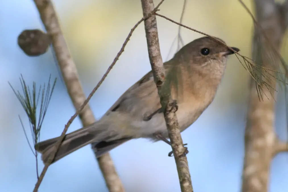 File:Pachycephala pectoralis female.jpg