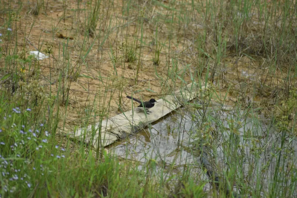 File:Rhipidura javanica @ Port dickson.jpg