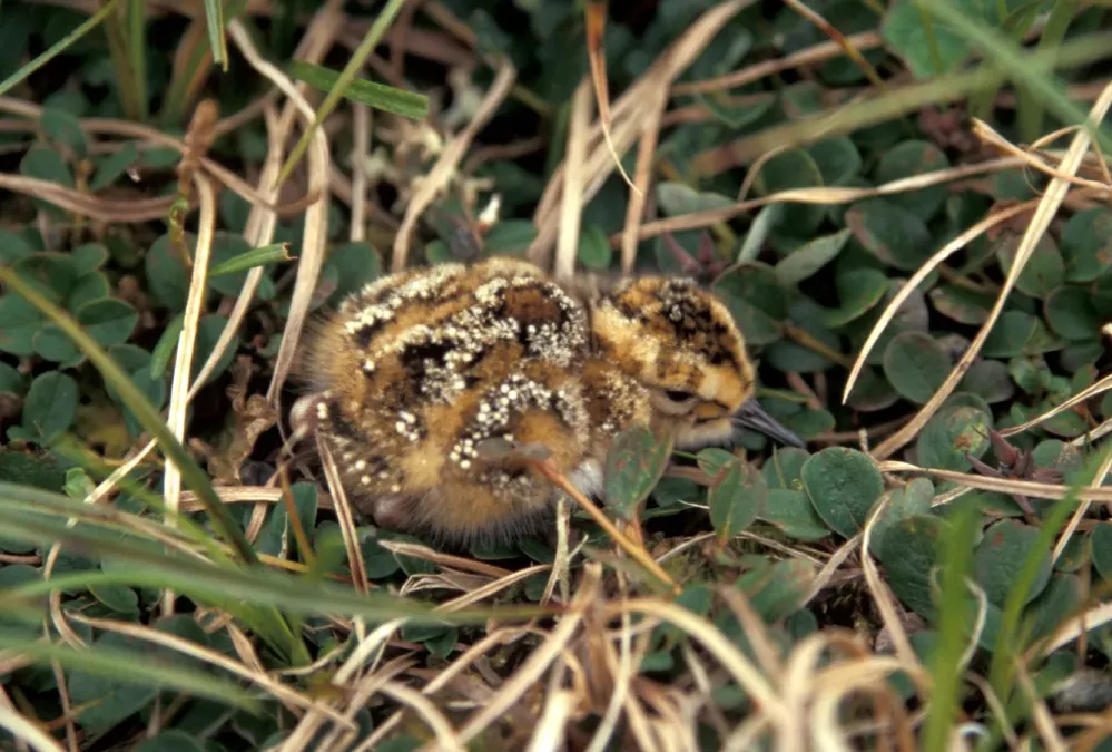File:Calidris ptilocnemis7.jpg