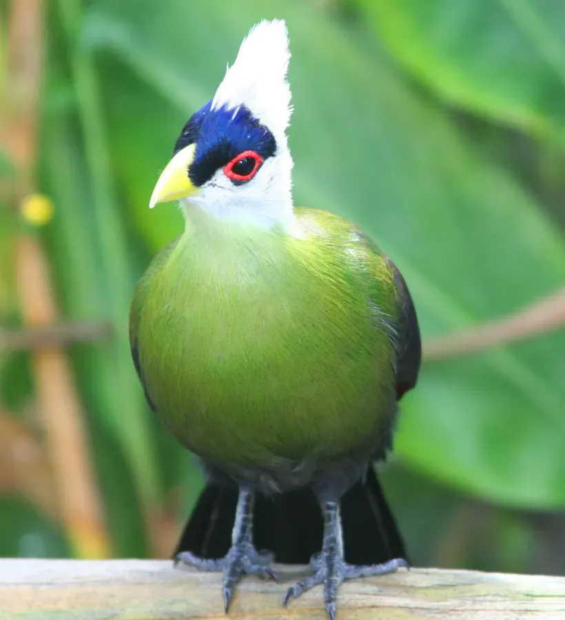 File:Tauraco leucolophus -Brevard Zoo-8a.jpg