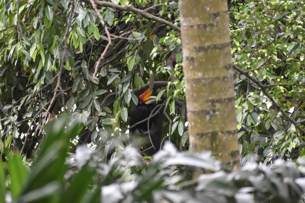 File:Buceros rhinoceros @ KL, Malaysia.jpg