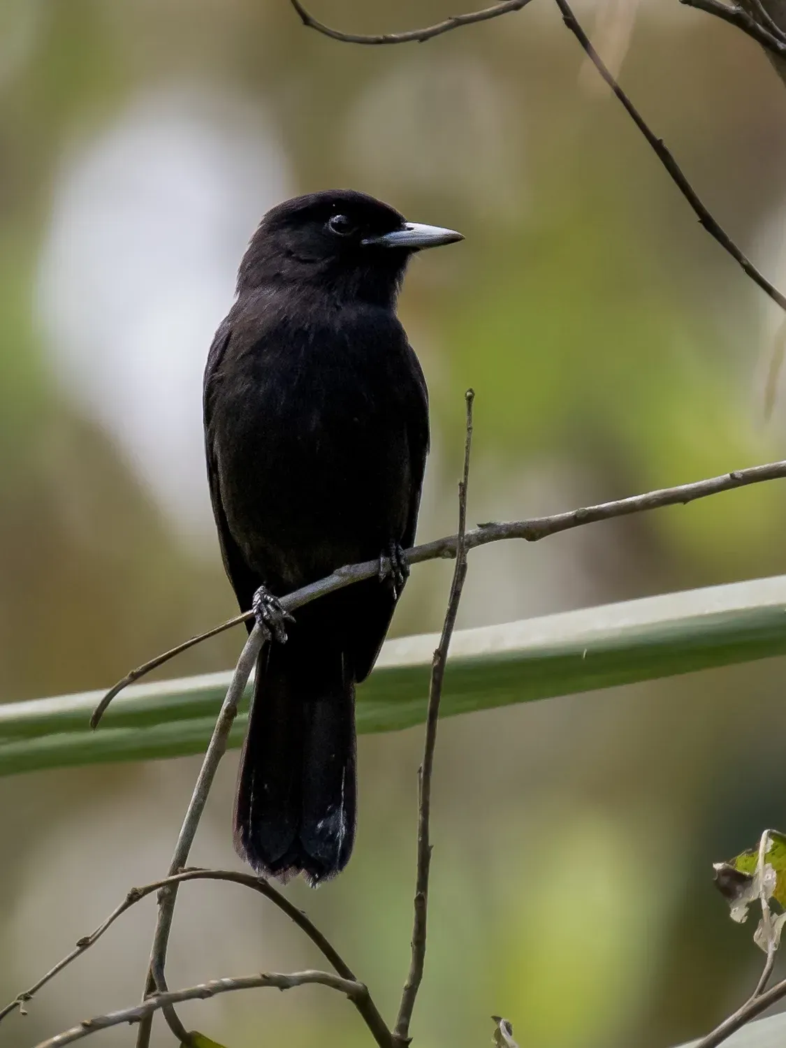 File:Knipolegus orenocensis - Riverside tyrant (male); Marchantaria island, Iranduba, Amazonas, Brazil.jpg
