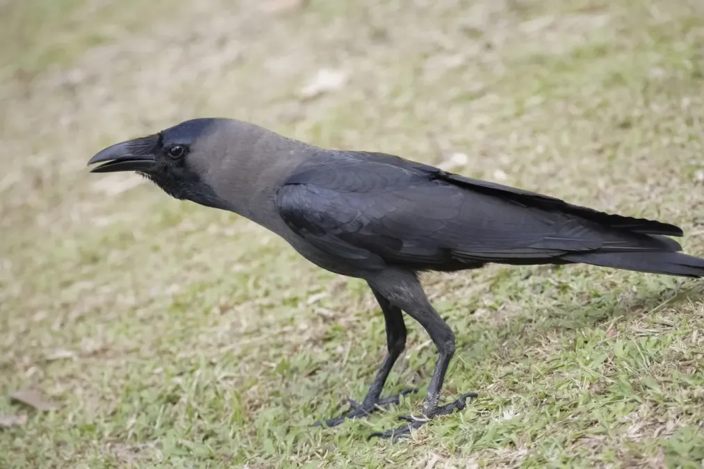File:Corvus splendens insolens @ Kuala Lumpur.jpg