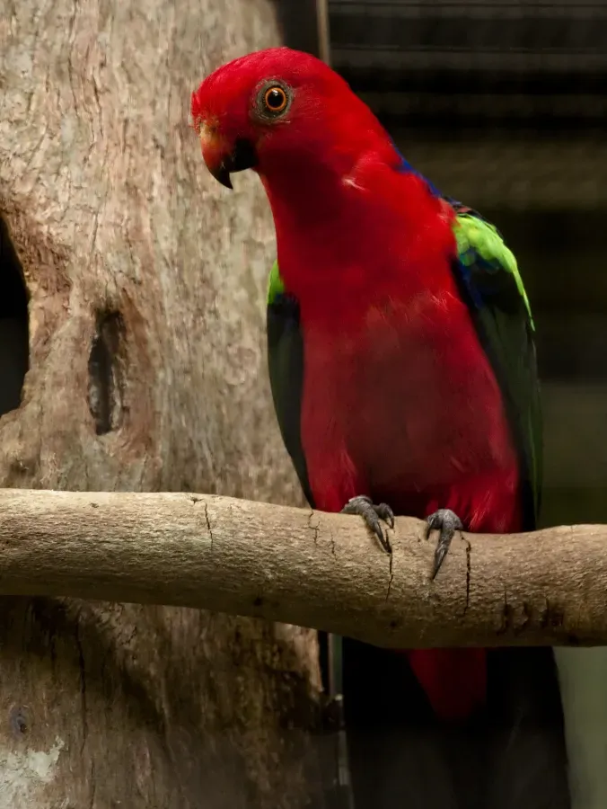 File:Alisterus chloropterus -Jurong Bird Park -male-8a.jpg