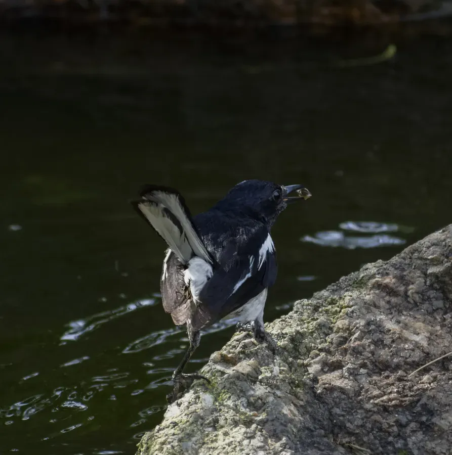 File:Copsychus saularis @ Kuala Lumpur 3.jpg