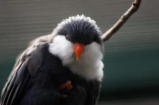 File:Vini peruviana -captive-8a.jpg