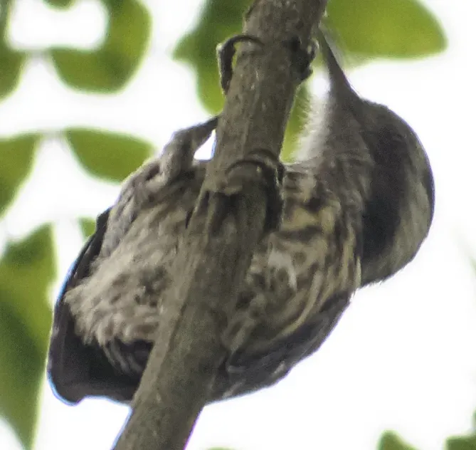 File:Yungipicus moluccensis.jpg