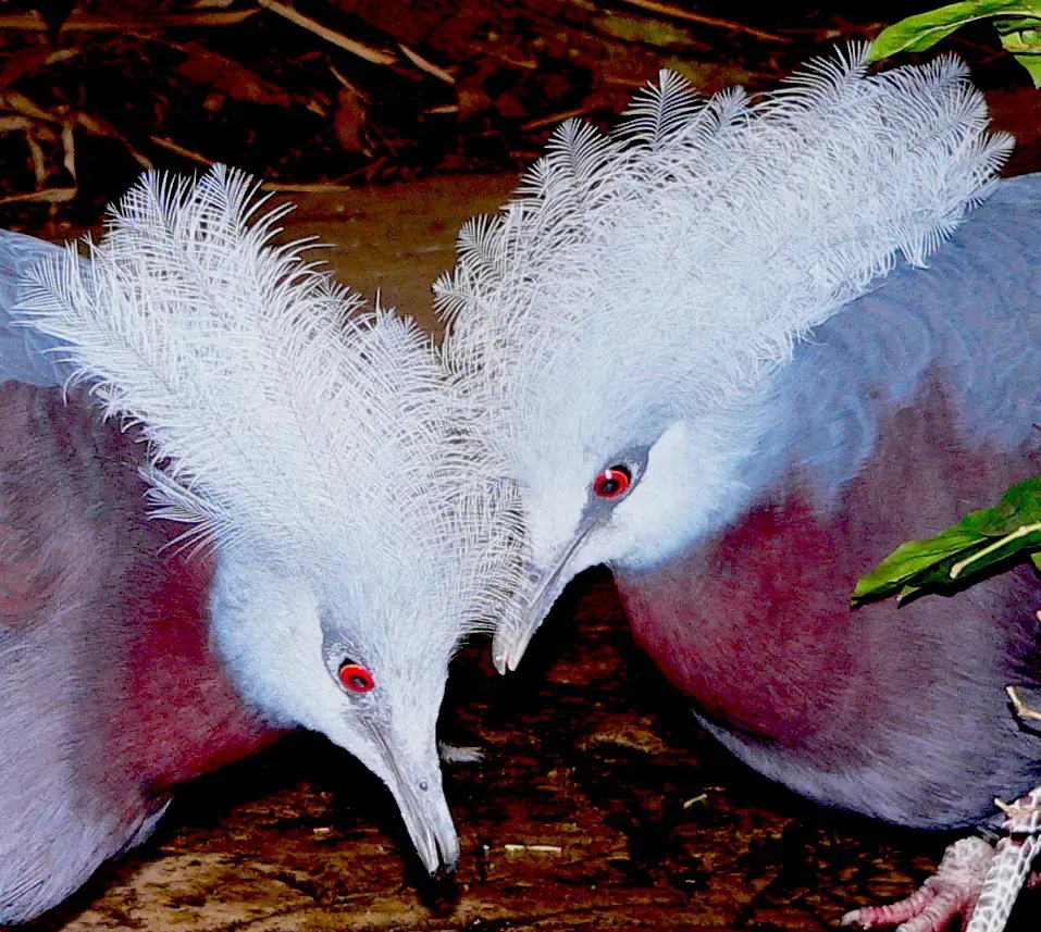File:Goura goura scheepmakeri-Portrait BS 4.jpg