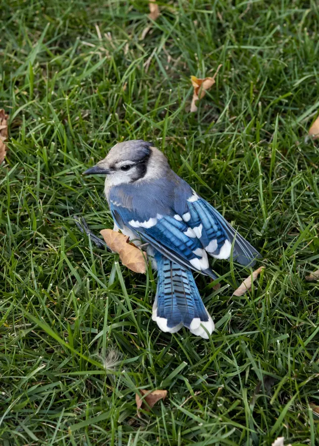 File:Cyanocitta cristata in my yard 2.jpg