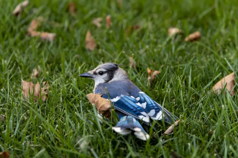 File:Cyanocitta cristata in my yard 1.jpg