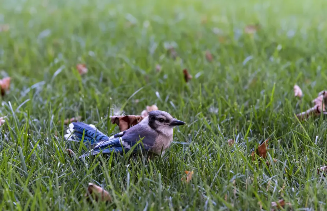 File:Cyanocitta cristata in my yard 3.jpg