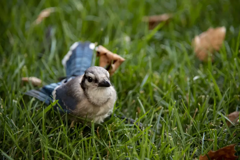 File:Cyanocitta cristata in my yard 5.jpg