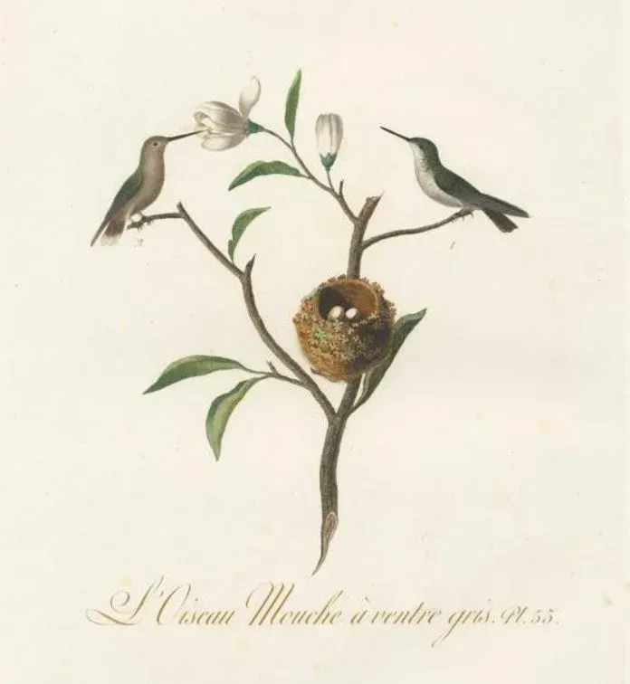 File:Mellisuga minima vielloti.jpg