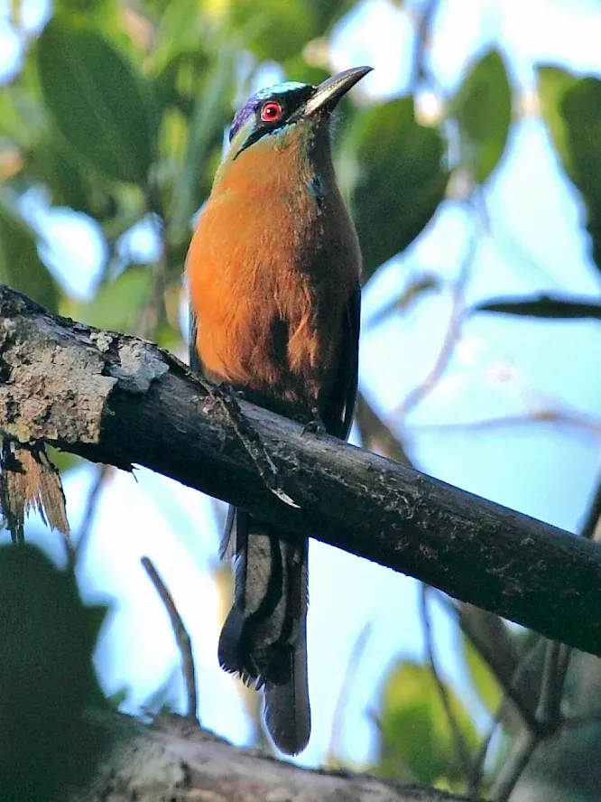 File:Momotus momota - Amazonian motmot; Bonito, Mato Grosso do Sul, Brazil.jpg