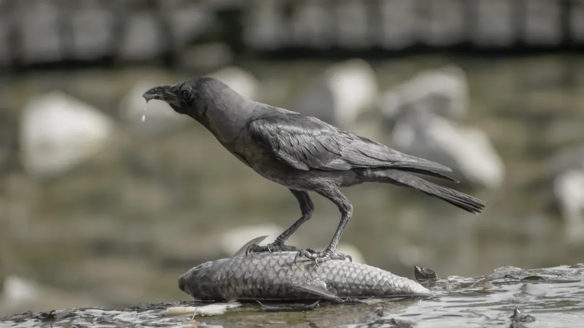 File:Corvus splendens feasting @ Kuala Lumpur (5s, p2).jpg