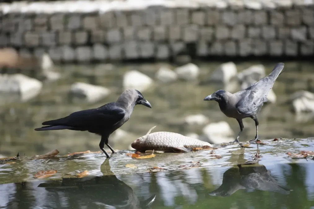 File:Corvus splendens @ Kuala Lumpur (4s, p7).jpg