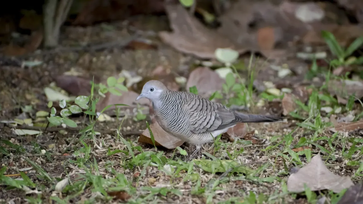 File:Geopelia striata @ Kuala Lumpur (4s, p1).jpg