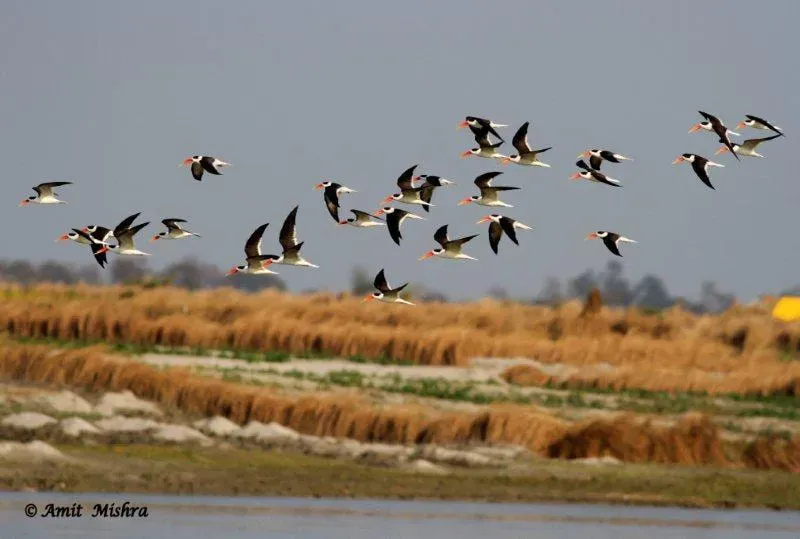 File:Rynchops albicollis in flight (106032541).jpg