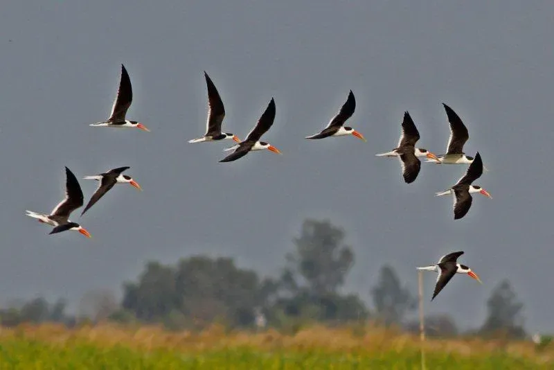 File:Rynchops albicollis in flight (106032549).jpg