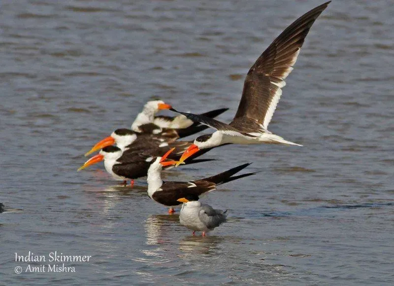 File:Rynchops albicollis in flight (106032563).jpg