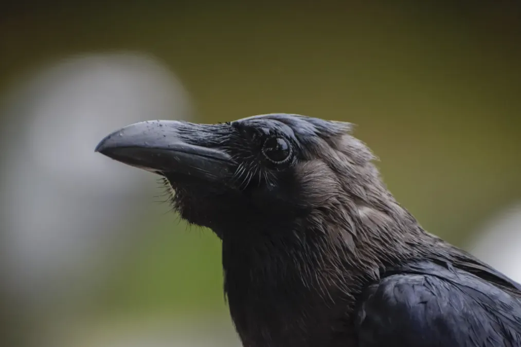 File:Wet Corvus splendens @ KL (4s, p2).jpg