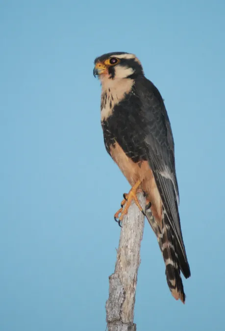 File:Falcão De Coleira Aplomado Falcon Falco Femoralis (45602460).jpeg