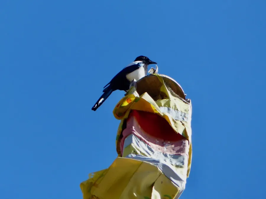 File:Black-rumped magpie (Pica bottanensis).jpg
