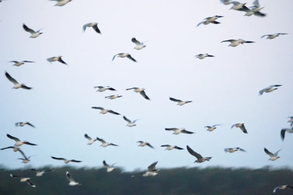 File:Flock of Chroicocephalus maculipennis, and one Larus dominicanus, Concepción, Chile (37872156).jpg