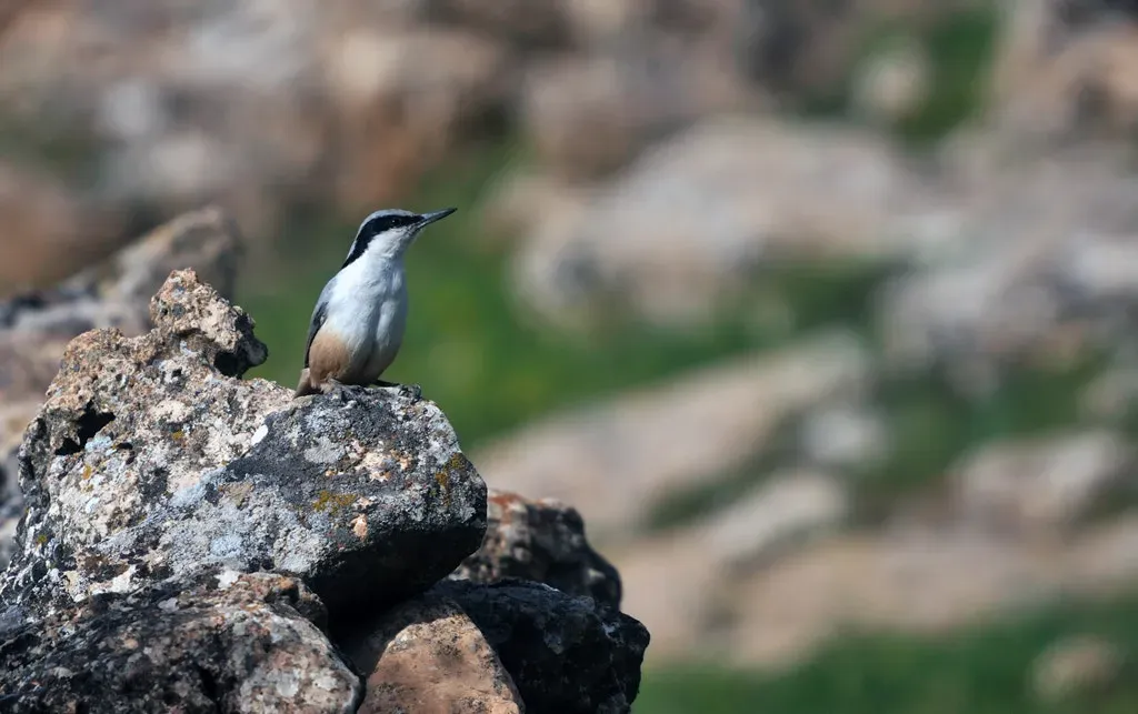 File:Tahtseyok Sitta Tephronota (47190646).jpeg