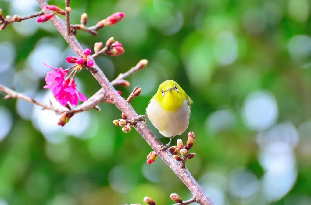File:Zosterops simplex, Taiwan (62952977).jpg