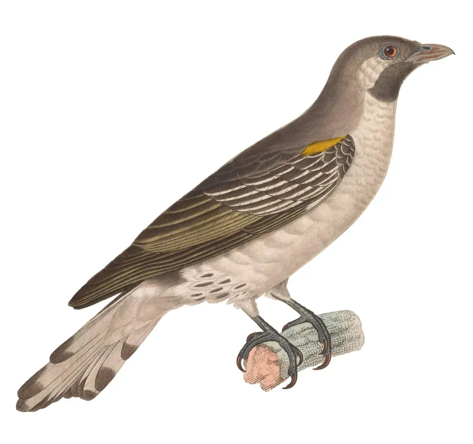 File:Indicator indicator 1838, crop.jpg