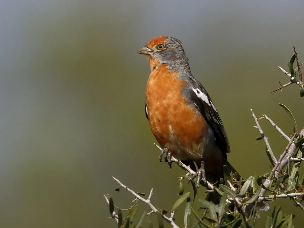 File:Phytotoma rutila - White-tipped plantcutter (male), Mar Chiquita, Córdoba, Argentina.jpg