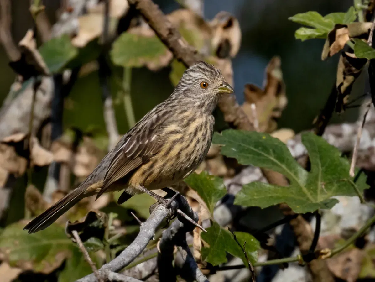 File:Phytotoma rutila - White-tipped plantcutter (female), Esteros de Farrapos National Park, Rio Negro, Uruguay.jpg